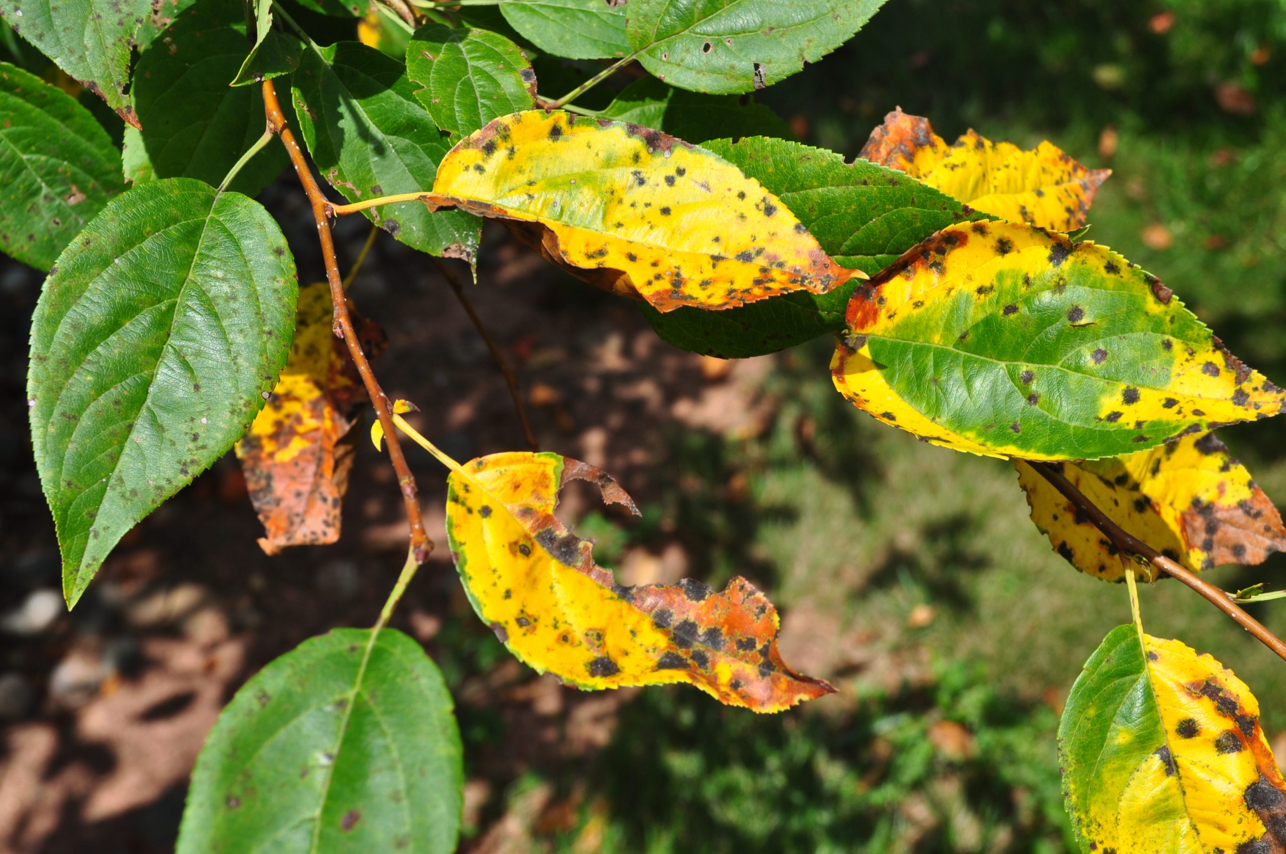 Disease – Broad Leafed Woody Ornamental, Plant Disease Diagnostics Clinic