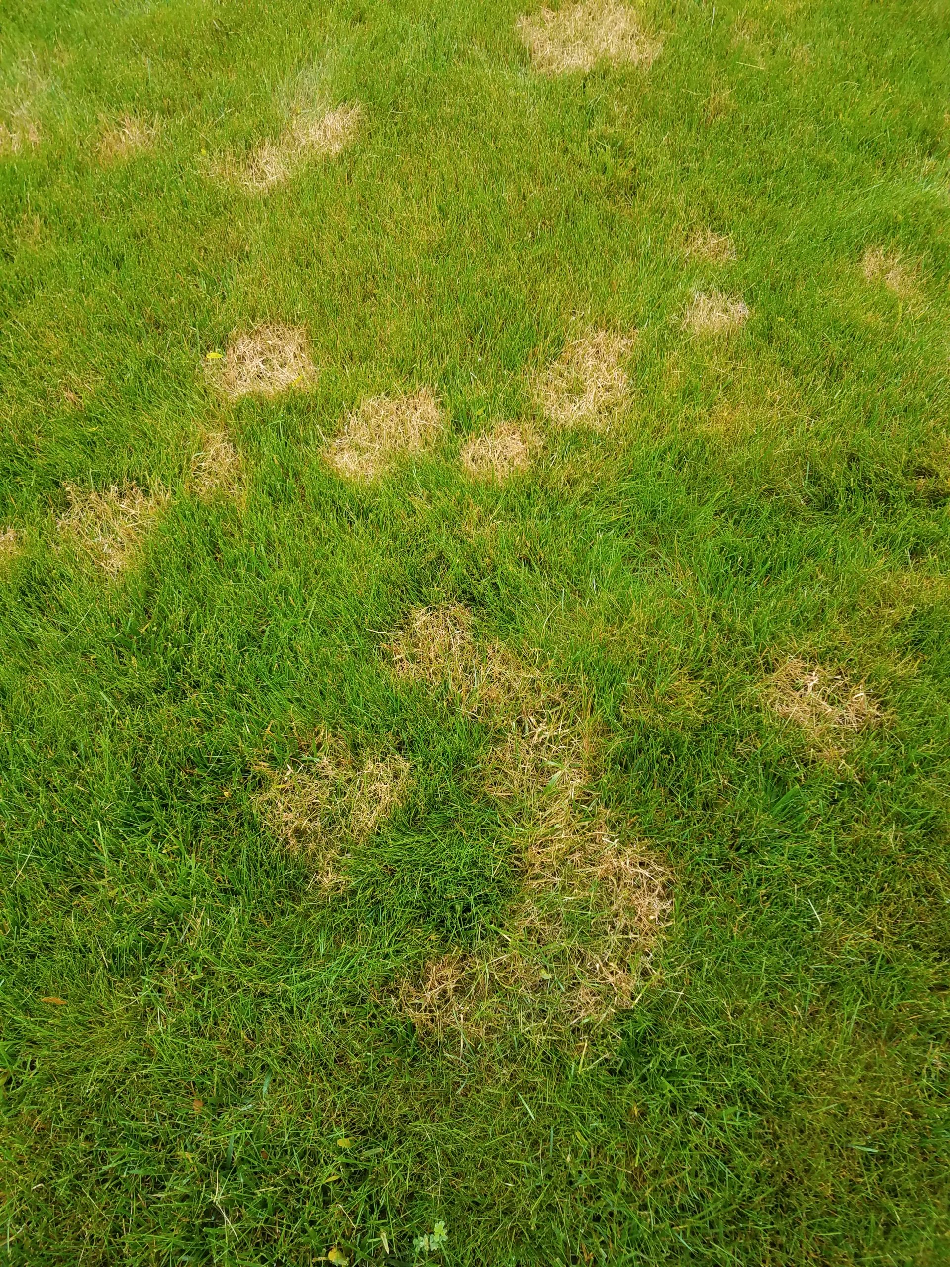 Image of Patch of brown grass in a sunny field